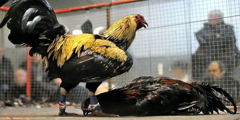 Kèo Đá Gà Trực Tiếp Bongvip